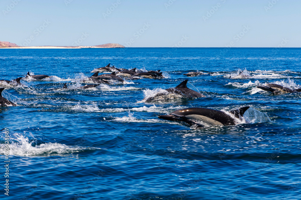 Obraz premium delfines