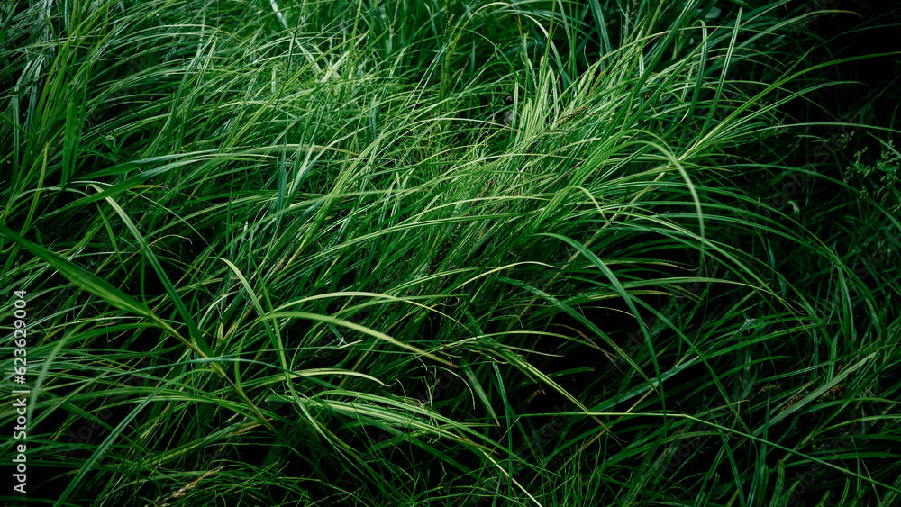 Natural background of green grass, top view. A field of grass. A place for design. Natural background of green grass, top view. A field of grass. A place for design.