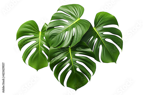 monstera leaves on isolated white background