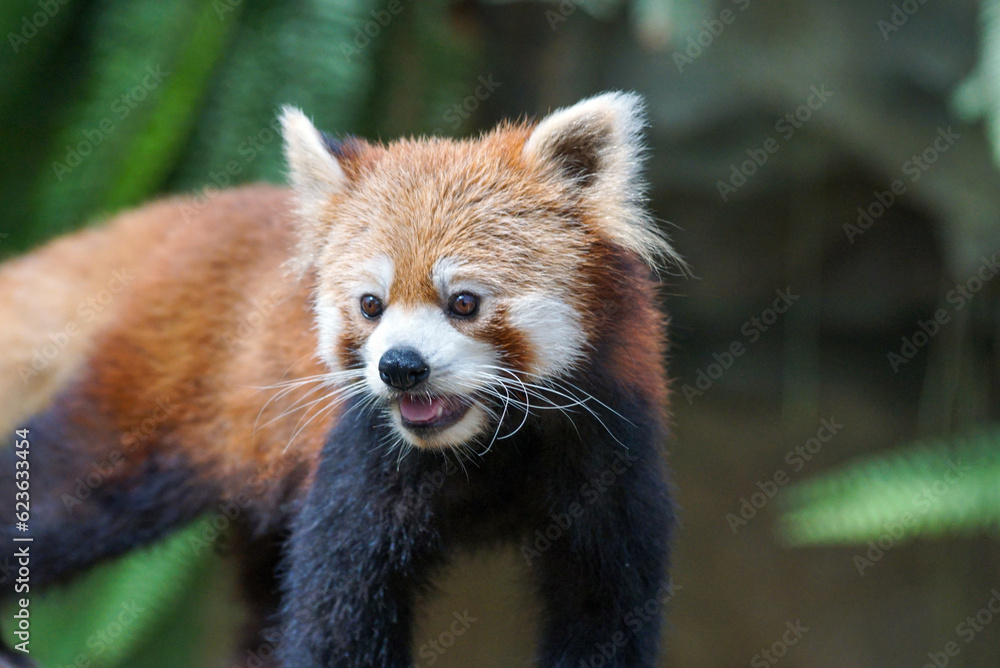 振り向くレッサーパンダ 振り向くレッサーパンダ