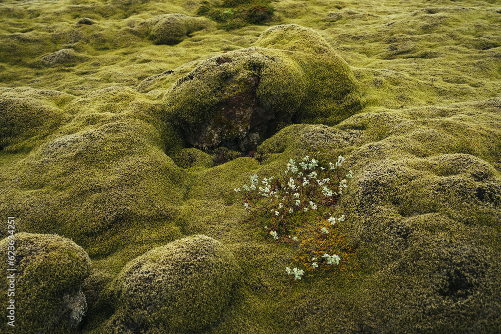 Fototapeta premium Close-up on the mossy lava fields in Iceland