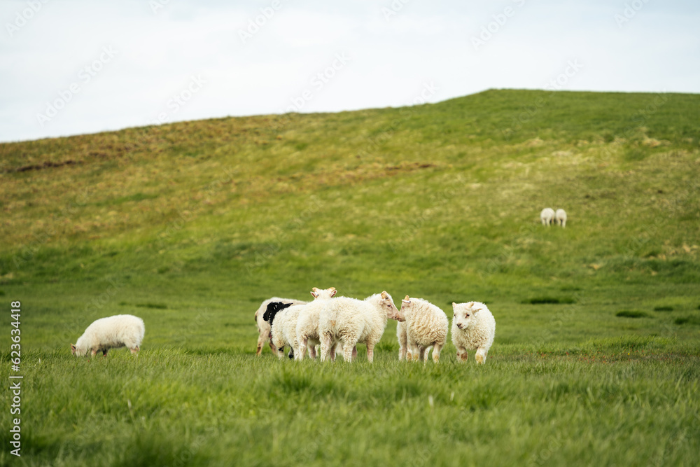 Icelandic sheep in a grassy field during summer Icelandic sheep in a grassy field during summer