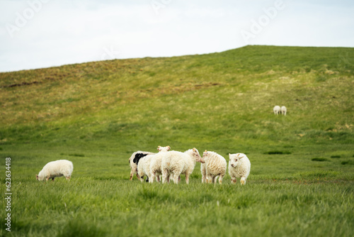 Icelandic sheep in a grassy field during summer