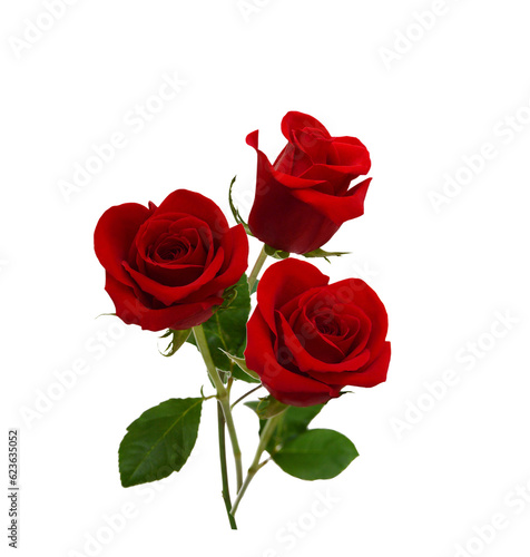 Fototapeta Naklejka Na Ścianę i Meble -  Red rose isolated on white background 