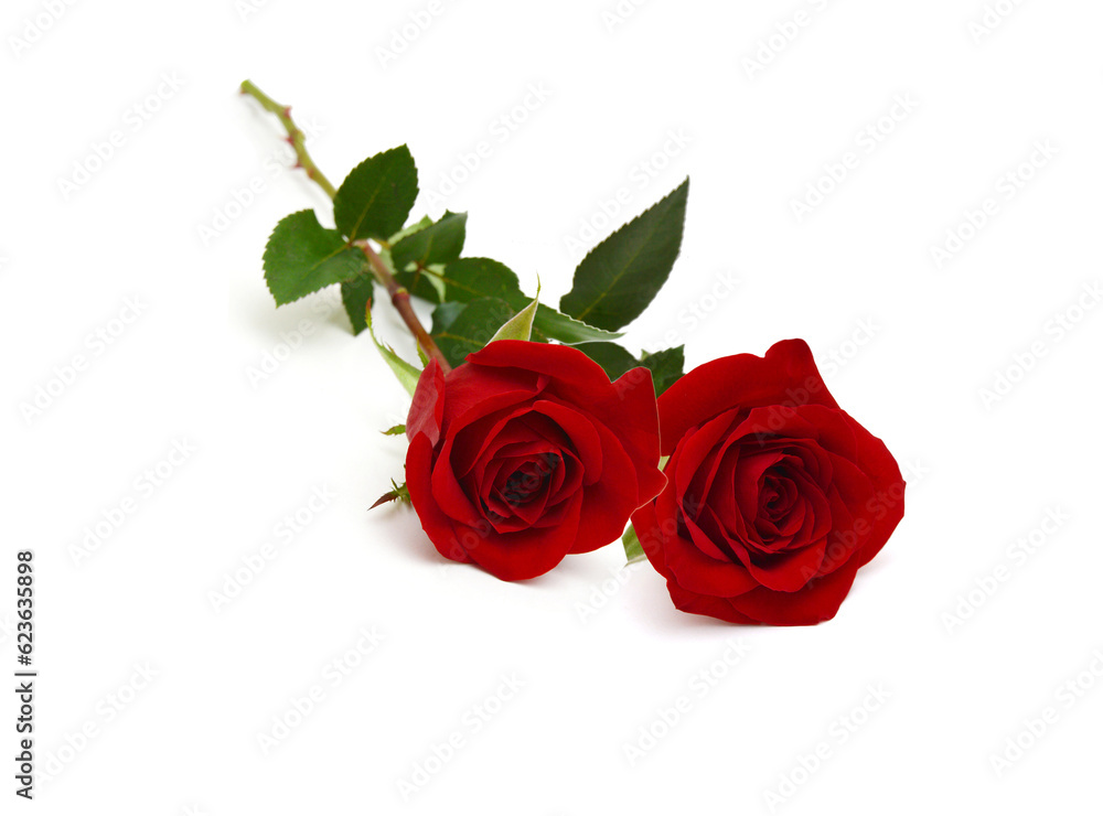 Fototapeta premium Red rose isolated on white background 
