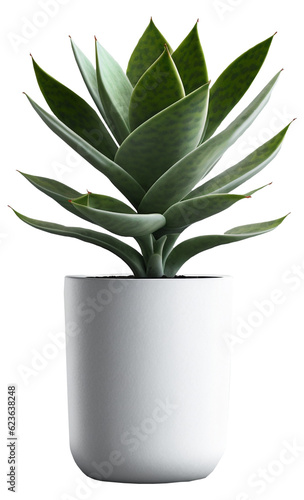 Green plant in pot isolated on transparent background