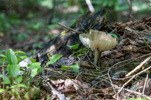 A small goblet-shaped mushroom grows on a forest floor along the Stubb's Falls Trail in Arrowhead Provincial Park, Ontario.
