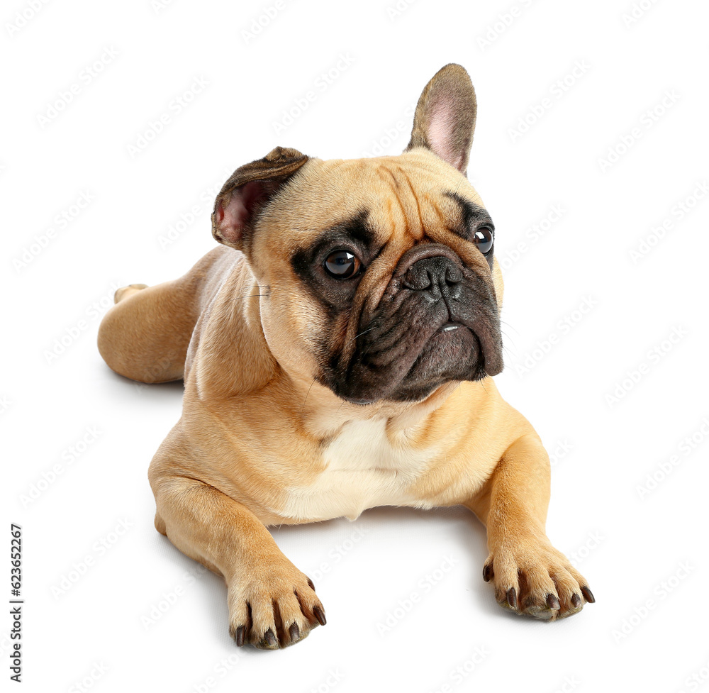 Cute French bulldog lying on white background Cute French bulldog lying on white background