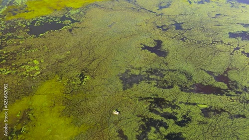 Wallpaper Mural Lake or swamp with vegetation and duckweed. Sri Lanka. Torontodigital.ca