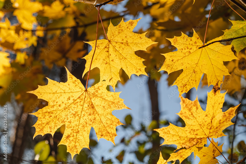 Obraz premium Yellow maple leaves close up in sunset light. Autumn background.