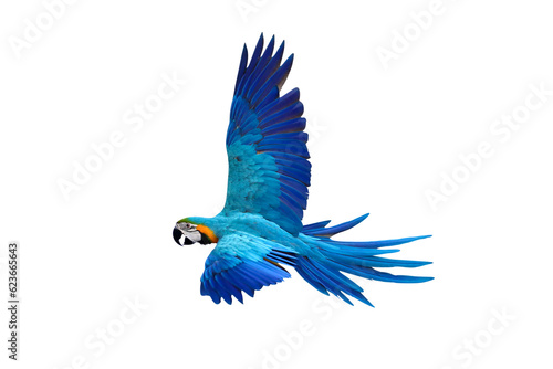 Gracefully flying parrot isolated on transparent background png file © Passakorn