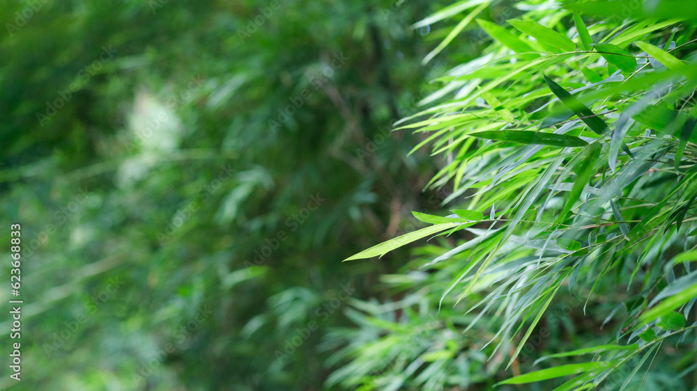 Bamboo leaves, Green leaf on blurred greenery background. Beautiful leaf texture in sunlight. Natural background. close-up of macro with free space for text. natural ecology summer. Bamboo leaves, Green leaf on blurred greenery background. Beautiful leaf texture in sunlight. Natural background. close-up of macro with free space for text. natural ecology summer.