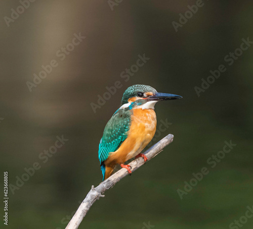Kingfisher / Kawasemi © Roberto Fonte