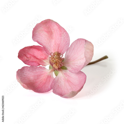 Single blossom of the apple of paradise tree. Full depth of field. With clipping path