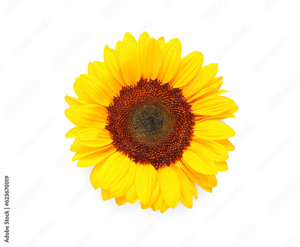 Fototapeta premium Beautiful sunflower on white background