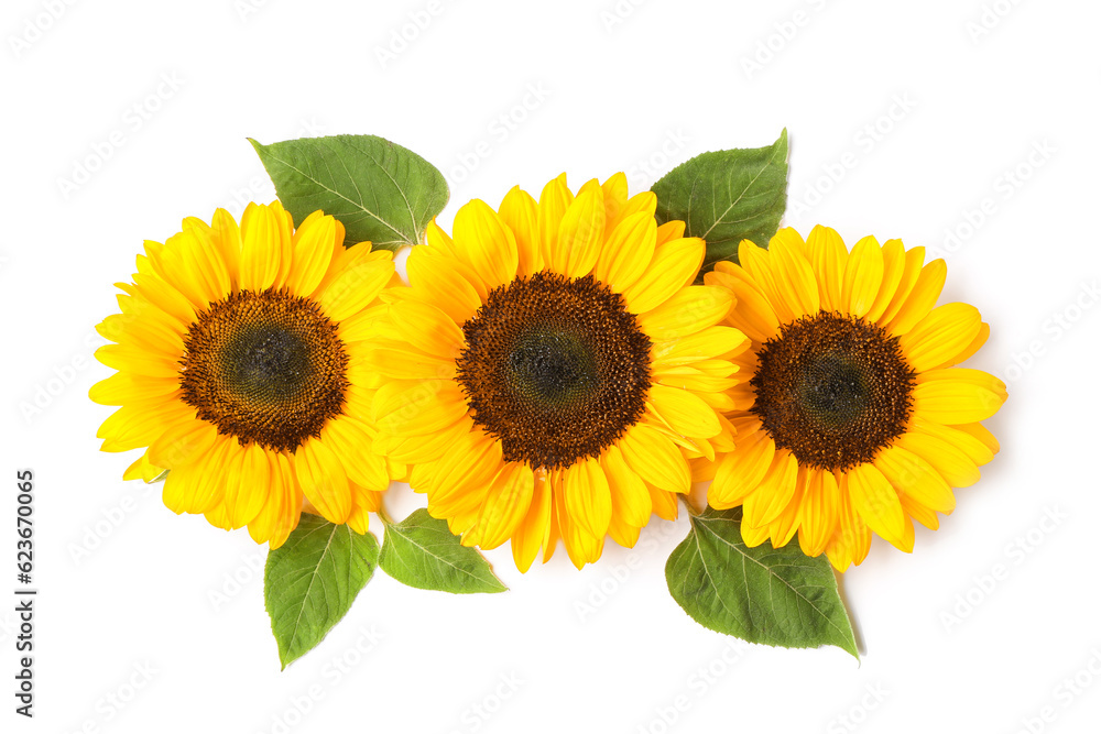 Fototapeta premium Beautiful sunflowers and leaves on white background