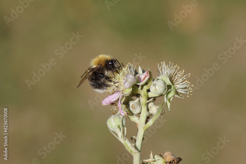 Close up Tree bumblebee, new garden bumblebee (Bombus hypnorum) on flowering Thornless Blackberry (Rubus Hybrid). Family Rosaceae. July, Dutch garden.                                