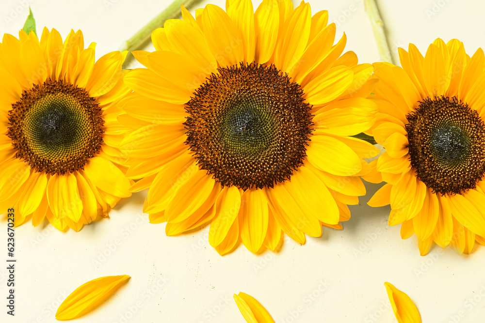 Obraz premium Beautiful sunflowers and petals on light background