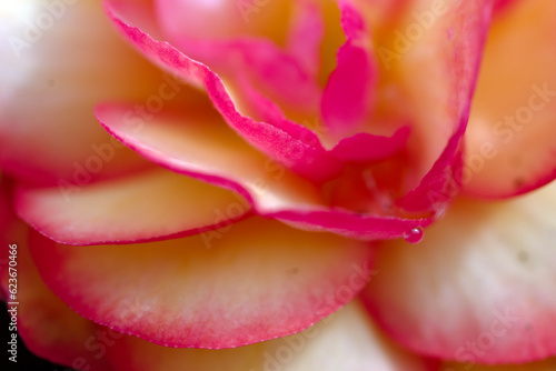 Water drop on flower petals