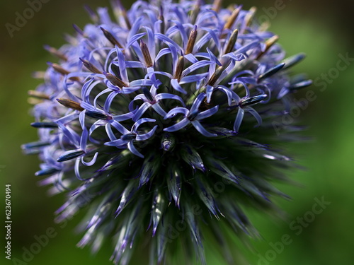 紫色の丸いアザミのクローズアップ
