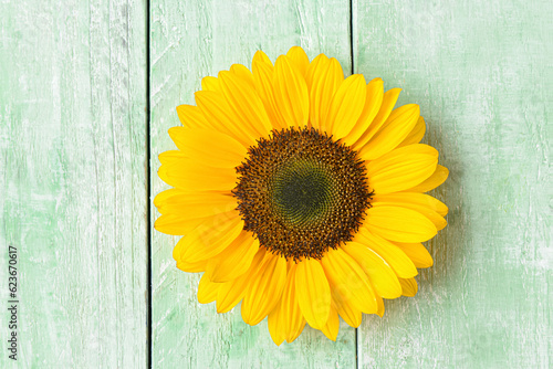 Beautiful sunflower on green wooden background