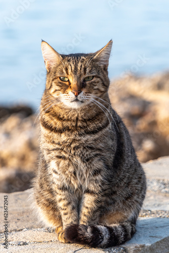 Serious dissatisfied cat looks with narrowed eyes © porterre