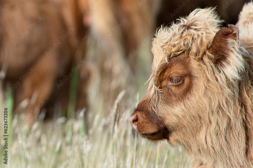 Scandinavia Scottish Highland Cattle baby animal looking on the photographer Scandinavia Scottish Highland Cattle baby animal looking on the photographer