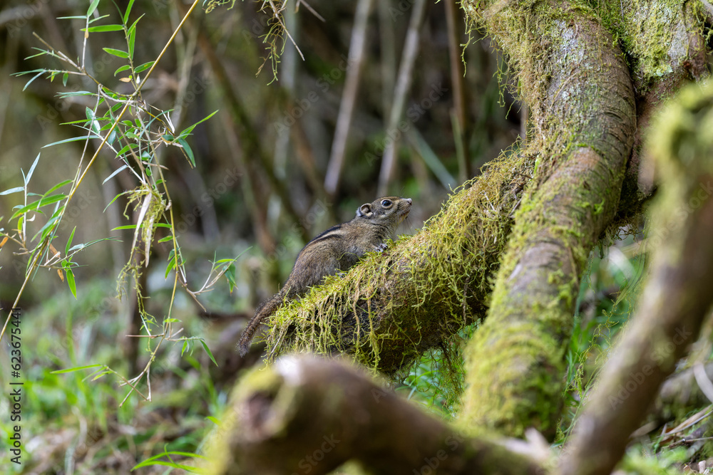 Swinhoe's striped squirrel