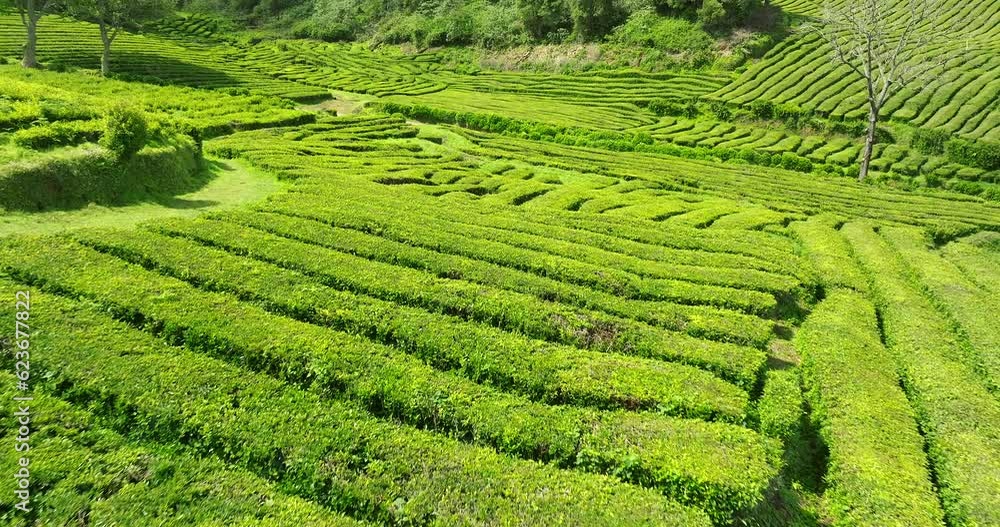 Tea Plantation Sao Miguel Azores Aerial view Tea Plantation Sao Miguel Azores Aerial view