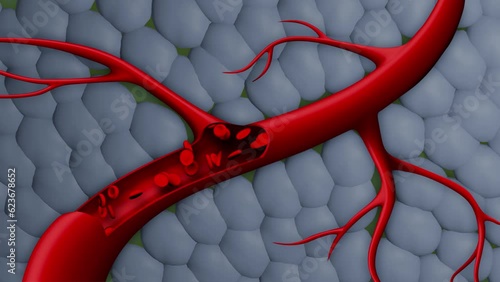 Dynamic Blood Cells in Motion. Blood Cells animation. blood cells flowing through a vein or artery in the body.