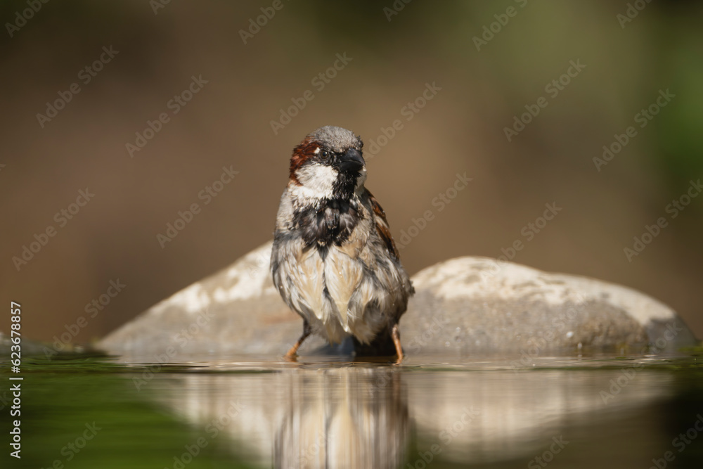 Obraz premium house sparrow - Passer domesticus by drinking water at dark background. Photo from Kisújszállás in Hungary.