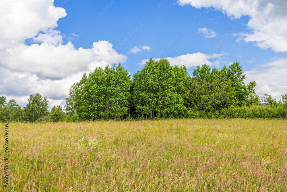Fototapeta premium Meadow with high grass in the summer