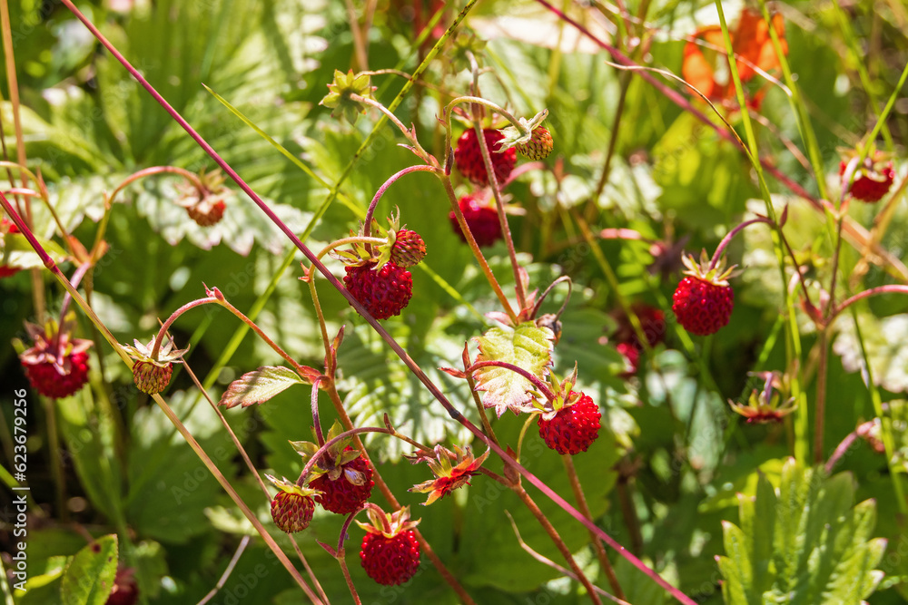 Obraz premium Close up at red wild strawberry