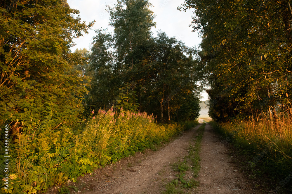 Fototapeta premium Enchanted Pathways: Majestic Forest Road in Summer Morning in Northern Europe