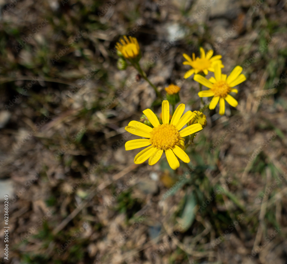 Bloowing yellow flowers of Senecio vernalis, also known as eastern groundsel. Himalayan region of Uttarakhand, India Bloowing yellow flowers of Senecio vernalis, also known as eastern groundsel. Himalayan region of Uttarakhand, India