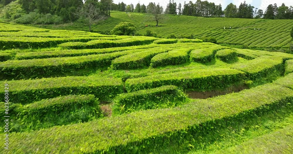 Tea Plantation Sao Miguel Azores Aerial view Tea Plantation Sao Miguel Azores Aerial view