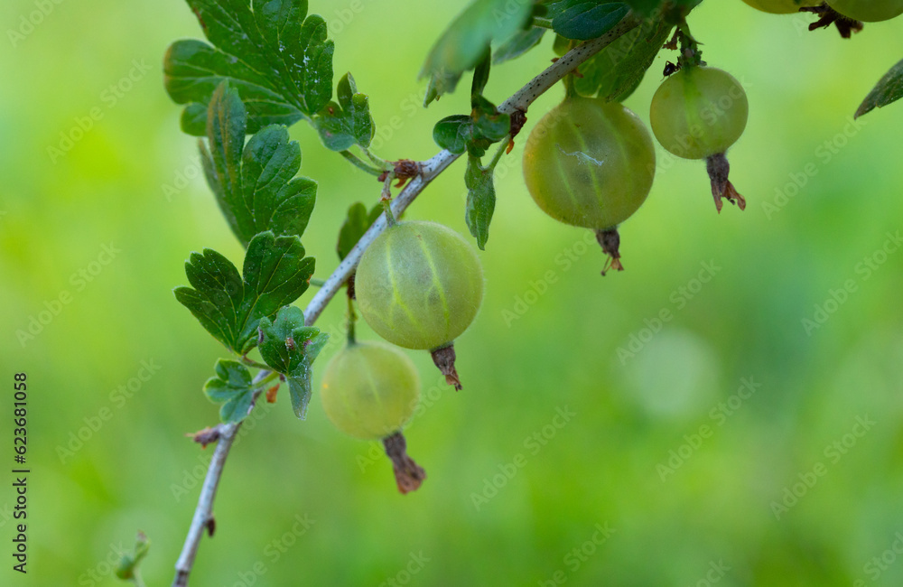 Juicy Gems: Beautiful Green Gooseberries in a Summer Garden in Northern Europe