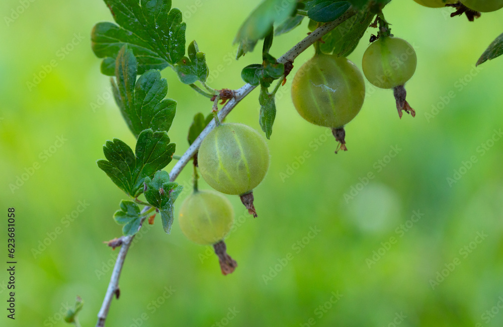 Juicy Gems: Beautiful Green Gooseberries in a Summer Garden in Northern Europe Juicy Gems: Beautiful Green Gooseberries in a Summer Garden in Northern Europe