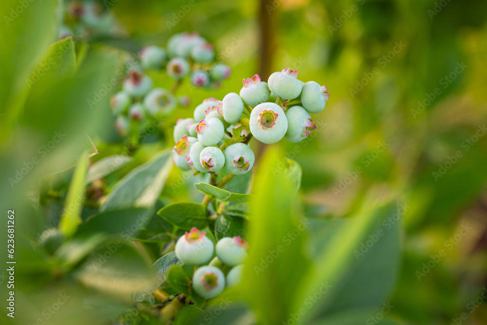Nature's Promise: Lush Green Blueberries in Summer's Embrace in Northern Europe Nature's Promise: Lush Green Blueberries in Summer's Embrace in Northern Europe