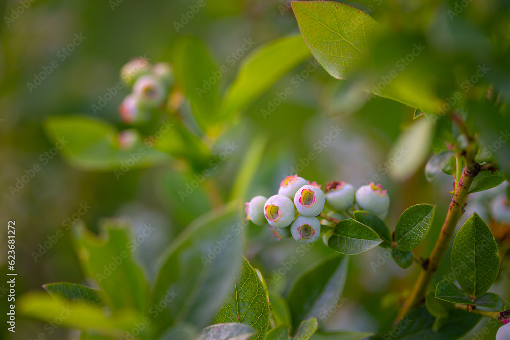 Nature's Promise: Lush Green Blueberries in Summer's Embrace in Northern Europe Nature's Promise: Lush Green Blueberries in Summer's Embrace in Northern Europe