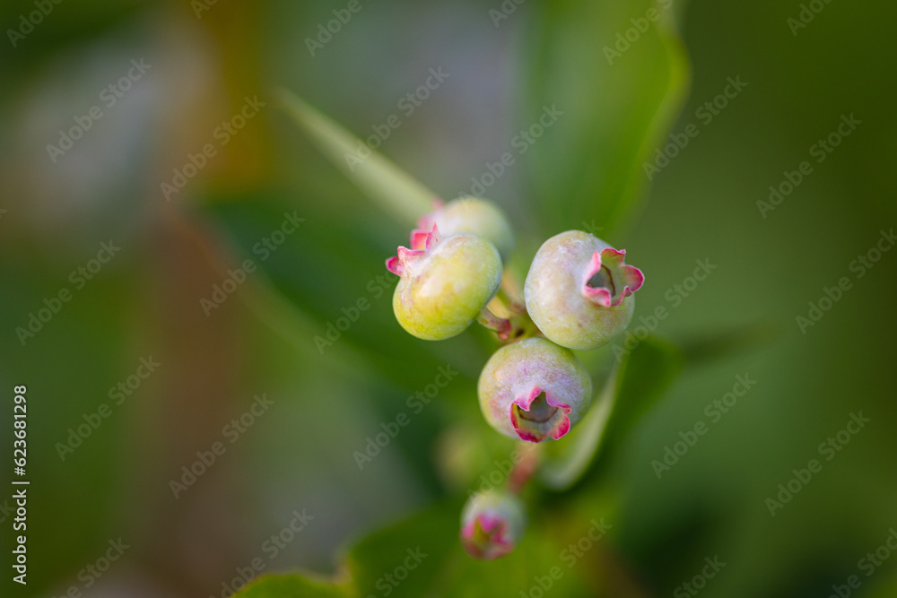 Nature's Promise: Lush Green Blueberries in Summer's Embrace in Northern Europe Nature's Promise: Lush Green Blueberries in Summer's Embrace in Northern Europe
