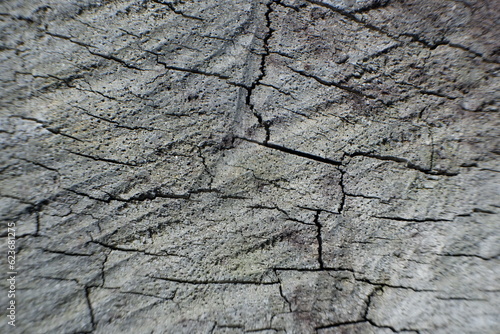 selective focus to wooden log crack texture. soft focus. for the concept photo of illegal logging and climate change