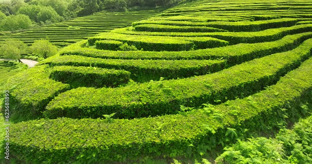 Tea Plantation aerial view in Sao Miguel Azores Tea Plantation aerial view in Sao Miguel Azores