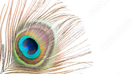 Peacock feathers on a white background