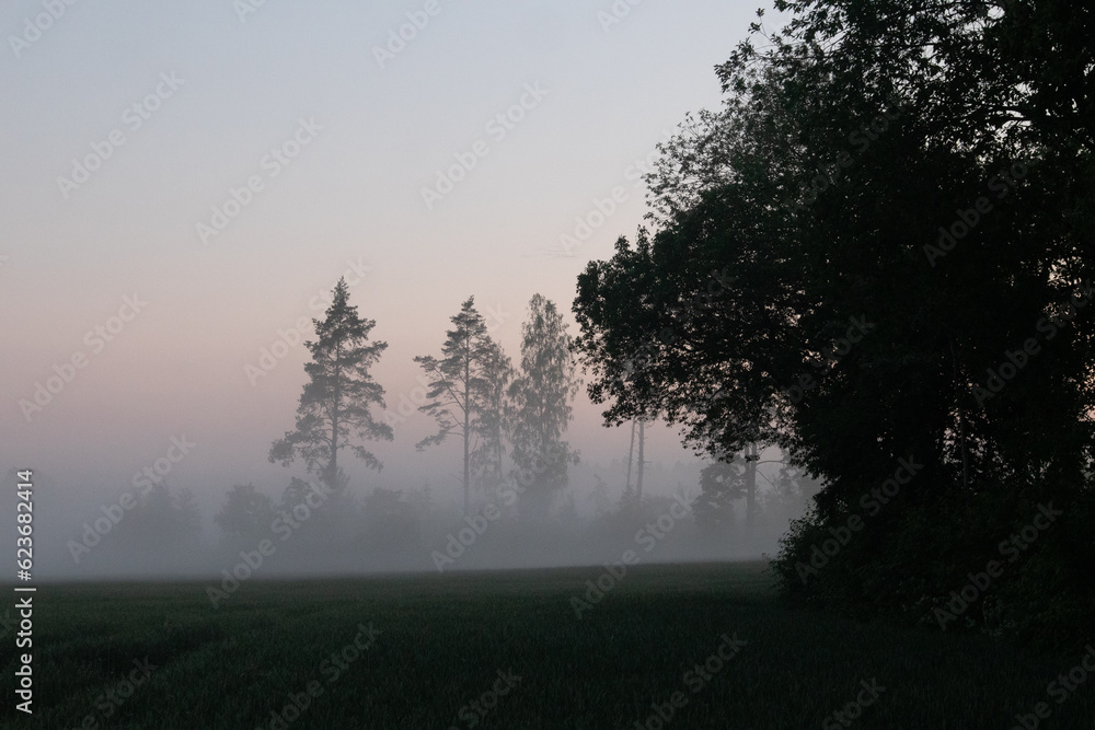 Enigmatic Whispers: Moody Summer Forest Scenery Shrouded in Fog in Northern Europe Enigmatic Whispers: Moody Summer Forest Scenery Shrouded in Fog in Northern Europe