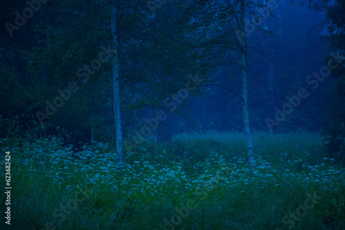 Enigmatic Whispers: Moody Summer Forest Scenery Shrouded in Fog in Northern Europe