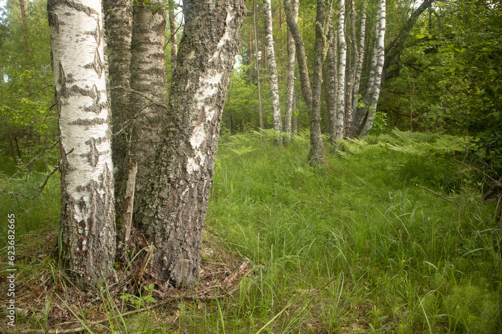 Summer's Verdant Oasis: Serene Beauty of a Fresh Green Forest in Northern Europe Summer's Verdant Oasis: Serene Beauty of a Fresh Green Forest in Northern Europe