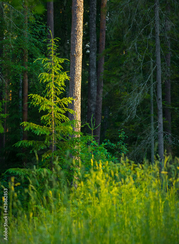 Enchanting Evergreen Symphony: Lush Summer Forest with Fir, Spruce, and Pine Trees in Northern Europe