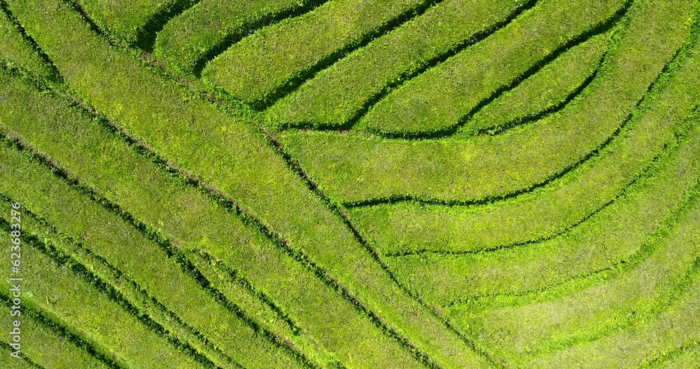 Tea Plantation Sao Miguel Azores Aerial view Tea Plantation Sao Miguel Azores Aerial view