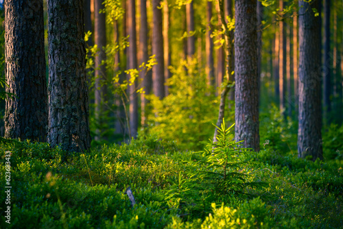 Sunlit Serenity: Majestic Summer Scenery in the Temperate Forest in Northern Europe